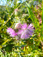 Purple Flower Blooming in Field