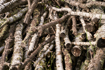 Pile of birch logs and branches with mossy growth in forest setting highlighting natural textures.