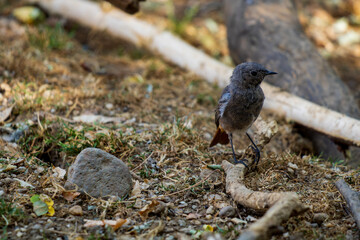 Small bird standing on forest ground