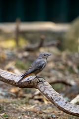 Female black redstart on a branch