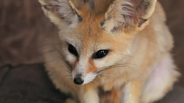 Vulpes zerda looks in different directions