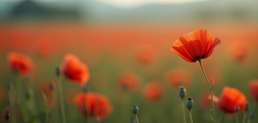 Fototapeta premium Field of orange-red poppies glowing in warm sunlight