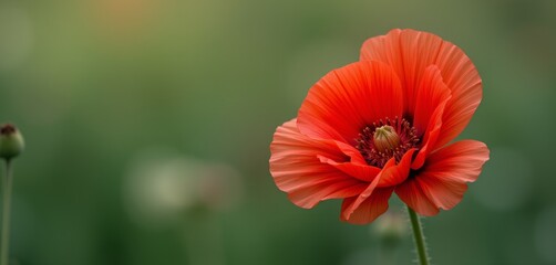 Obraz premium Single red poppy with soft green backdrop