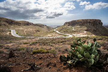 cactus in the desert, gran canaria landscape roadtrip
