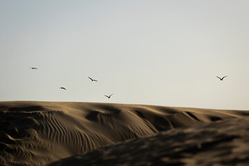 seagulls on the beach, Maspalomas sand dunes,  Gran Canaria