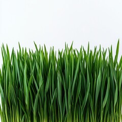 Lush Green Grass Blades with Textured Leaf Patterns on White Background