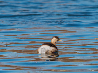Close up view of little grebe swimming on calm blue water with reflection and ripples in sunny day.