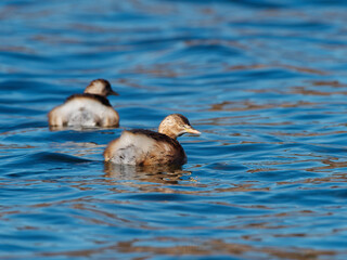 Close up view of little grebe swimming on calm blue water with reflection and ripples in sunny day.