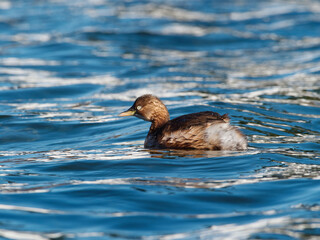 Close up view of little grebe swimming on calm blue water with reflection and ripples in sunny day.
