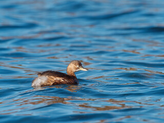 Close up view of little grebe swimming on calm blue water with reflection and ripples in sunny day.