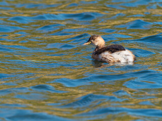 Close up view of little grebe swimming on calm blue water with reflection and ripples in sunny day.
