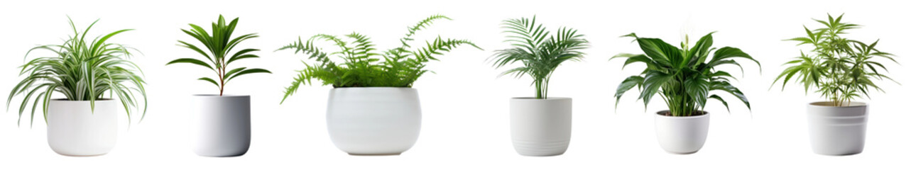 PNG Stylish indoor potted plants, element set on transparent background