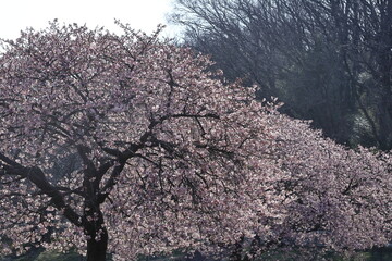 色鮮やかなピンク色の早咲き桜