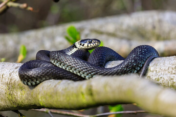 Ringelnatter .Natrix natrix.(Linnaeus, 1758)