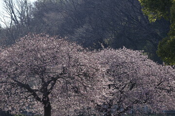 色鮮やかなピンク色の早咲き桜