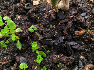 Closeup view of vibrant green seedlings sprouting from rich dark soil, showcasing the beauty of new life and growth.