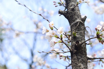 sakura