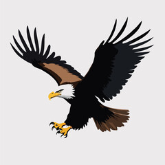Eagle Soaring Flight