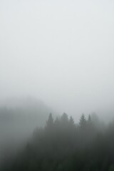 A Misty forest covered with fog over hills, featuring clean lines and soft gradients
