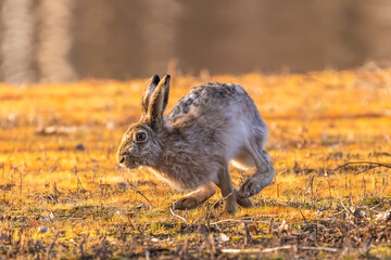 Run rabbit run