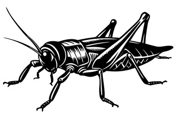 A closeup shot of a green cricket with a white background vector art illustration