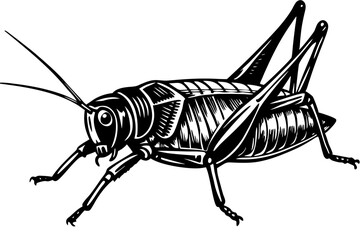 A closeup shot of a green cricket with a white background vector art illustration