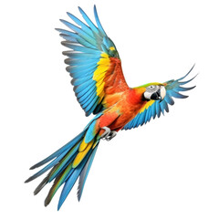 Obraz premium flying colorful parrot isolated on white or transparent png