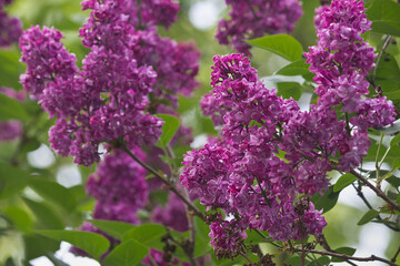 Fototapeta premium Flowering purple lilac bush close-up. Flowering lilac bush