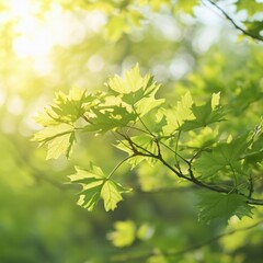 Sunlit Spring Leaves Gentle Breeze Fresh Nature Scene Tranquil Green