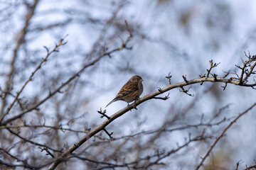 Common Linnet (Linaria cannabina), typically found in open habitats and hedgerows. Bull Island, Dublin.