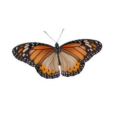 Fototapeta premium butterfly isolated on white background