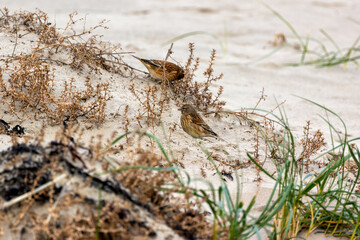 Common Linnet (Linaria cannabina), typically found in open habitats and hedgerows. Bull Island, Dublin.