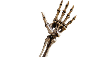 Fototapeta premium Hand skeleton isolated on white background 