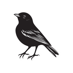 blackbird isolated on white