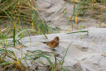 Common Linnet (Linaria cannabina), typically found in open habitats and hedgerows. Bull Island, Dublin.
