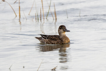 Eurasian Teal Duck (Anas crecca), commonly found in wetlands across Europe and Asia. Bull Island.