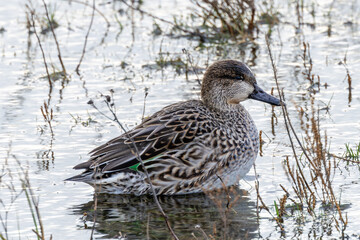 Eurasian Teal Duck (Anas crecca), commonly found in wetlands across Europe and Asia. Bull Island.