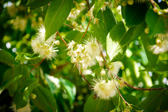 Blossom white Syzygium samarangense or java apple flowers and young fruits on tree branch at fruit orchard in My Khanh, Can Tho, Vietnam, wax apple, chomphu, Java apple, water guava cluster