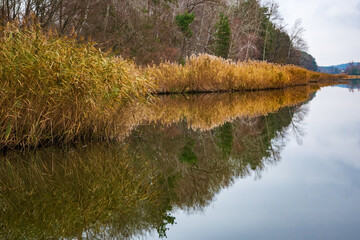 An autumn landscape with a lake or river covered with calm water. The shores are covered with yellow reeds and leafless trees. The reflection of trees and reeds in the water 
