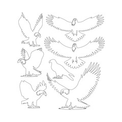Eagle bird vector on a set design with white background