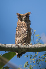 The brown fish owl (Ketupa zeylonensis) is a large nocturnal bird with tufted ears and yellow eyes. It hunts fish near rivers and wetlands.