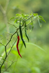 close up photo of some green and red chilies on the plantation
