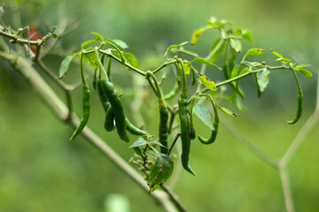 Obraz premium photo of some green chilies on the tree in an Indonesian plantation