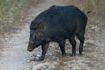 Wild boars (Sus scrofa) are omnivorous mammals with tusks, coarse fur, and strong builds. They are known for foraging in forests and rural areas.