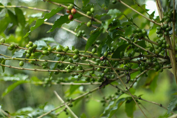 photo of young green coffee berries on the stem in an Indonesian plantation