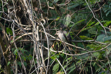 The Common Woodshrike (Tephrodornis pondicerianus) is a small, agile bird found in South Asia. Known for its grey-brown plumage and melodious calls, it thrives in open woodlands and scrublands.