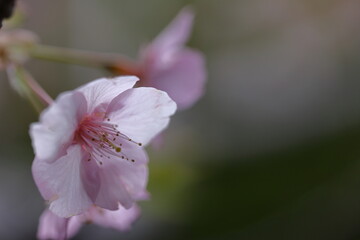 Obraz premium 色鮮やかなピンク色の早咲き桜