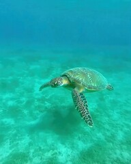 Obraz premium Serene Green Sea Turtle Underwater Ocean Dive Nature Wildlife