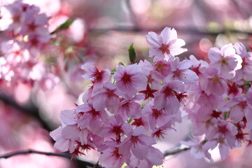 Obraz premium 色鮮やかなピンク色の早咲き桜