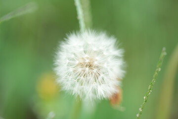タンポポ